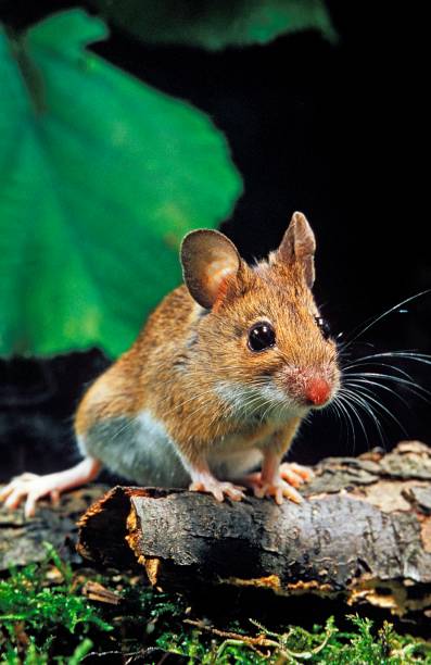 istock Yelow Necked Mouse, apodemus flavicollis 1263108194