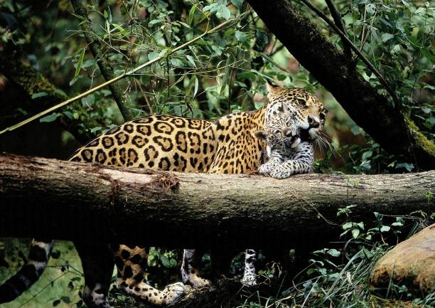 istock Jaguar, panthera onca, Mother carrying Cub in its Mouth 1263108229