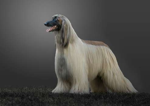 sand colored Afghan hound with gray background