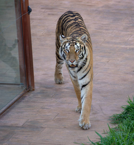 istock Tiger lurking in the dark 1263108268