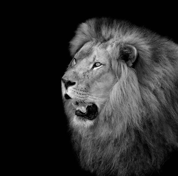 istock Portrait of lion with black background 1263108329