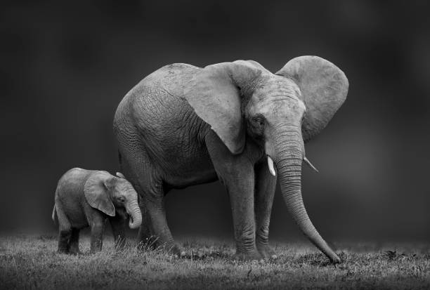 istock African elephant mother and son 1263108979