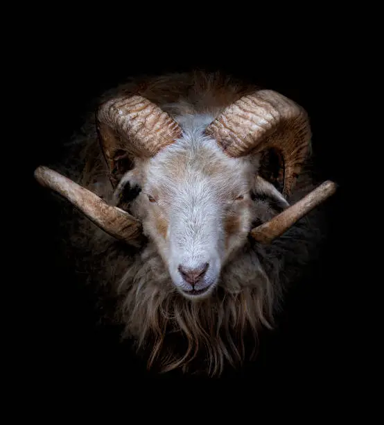 Ram with big and curved horns on a black background