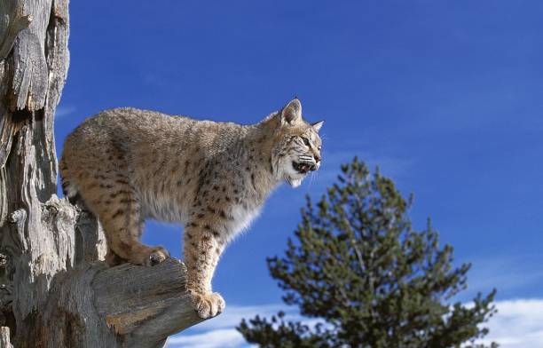istock Bobcat, lynx rufus, Adult standing on Dead Tree, Looking around, Canada 1263109024