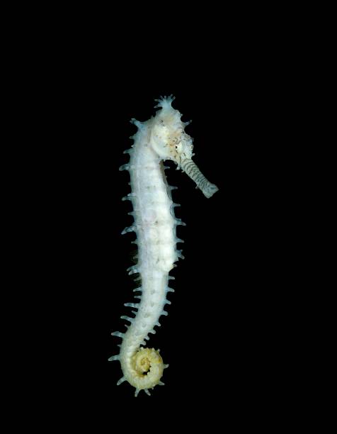 istock Spotted Seahorse, hippocampus kuda 1263109056
