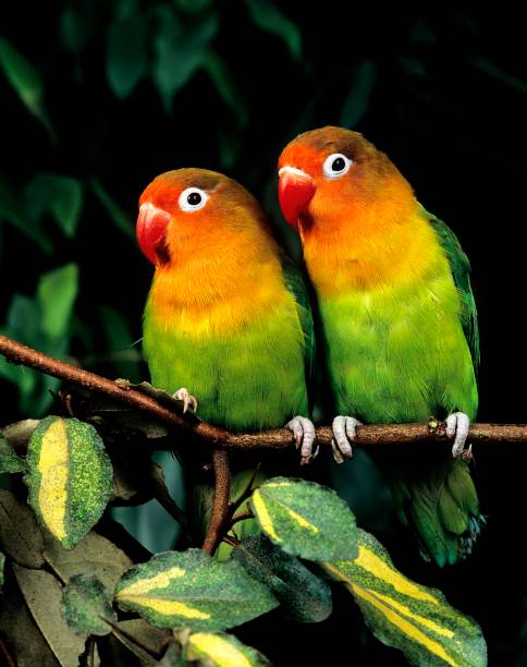 fischer's lovebird, agapornis fischeri - inseparável de fisher imagens e fotografias de stock