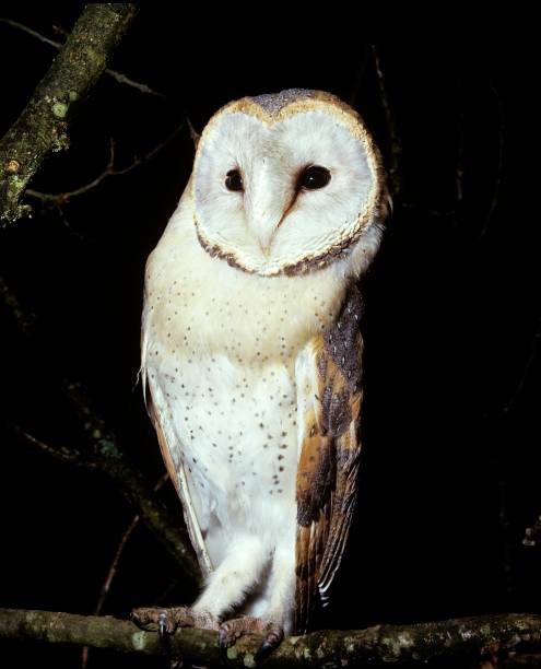 istock Barn Owl, tyto alba 1263109068