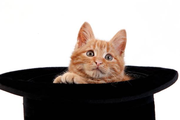 istock Red Tabby Domestic Cat, Kitten playing in Hat against White Background 1263109189