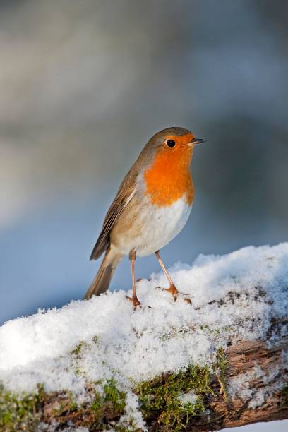 istock European Robin, erithacus rubecula, Adult standing on Snow, Normandy 1263109204