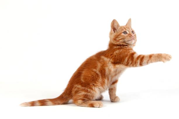 istock Red Tabby Domestic Cat, Kitten playing against White Background 1263109209