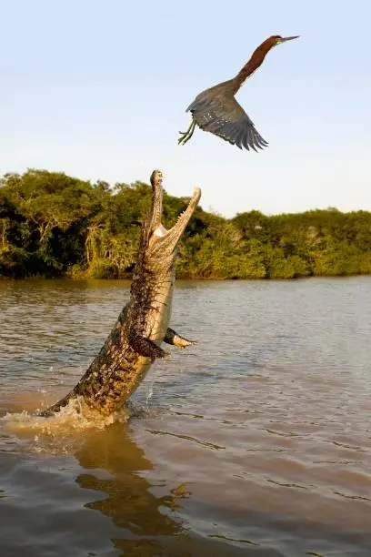 Photo of Spectacled Caiman, caiman crocodilus, Adult leaping out of water with Open Mouth, trying to Catch a Rufescent Tiger-Heron, tigrisoma lineatum, Los Lianos in Venezuela