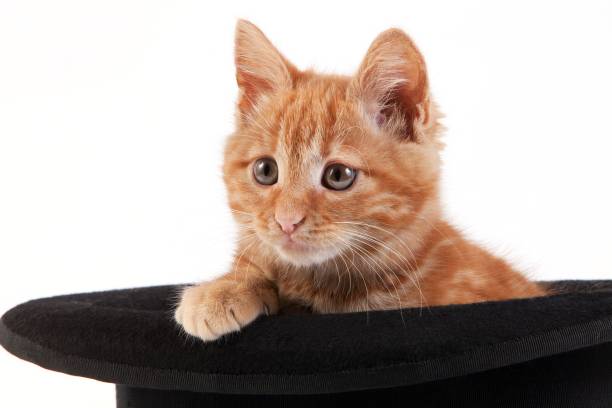 istock Red Tabby Domestic Cat, Kitten playing in Hat against White Background 1263109247