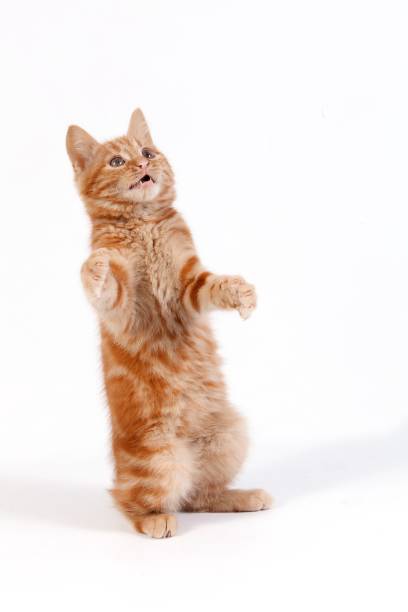 istock Red Tabby Domestic Cat, Kitten playing against White Background 1263109248