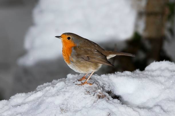 istock European Robin, erithacus rubecula, Adult standing on Snow, Normandy 1263109264