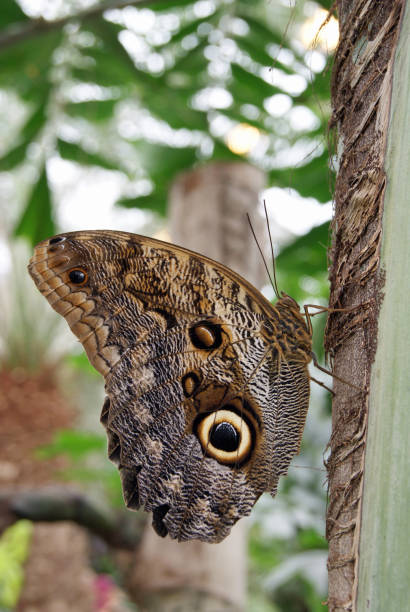 fermer vers le haut d’un papillon - blue silk morpho butterfly photos et images de collection