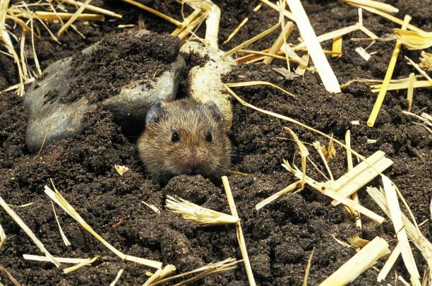 Common Vole, microtus arvalis, Adult at Den Entrance, Normandy Common Vole, microtus arvalis, Adult at Den Entrance, Normandy burrow stock pictures, royalty-free photos & images