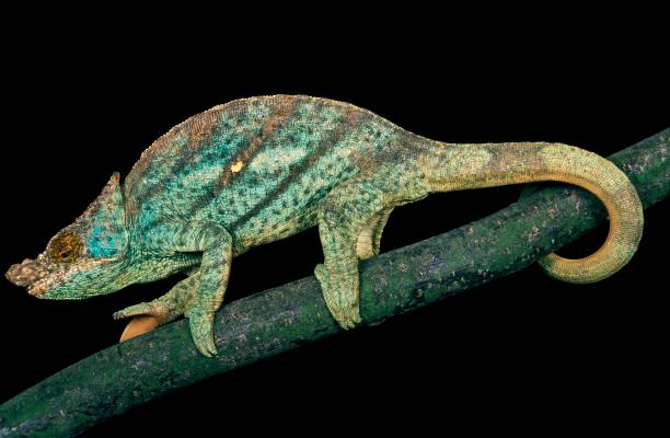 istock Parson's Chameleon, chamaeleo parsonii 1263109495