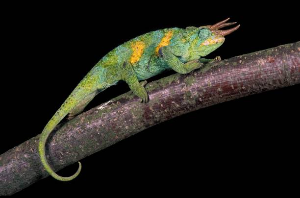 istock Jackson's Chameleon, chamaeleo jacksoni, Male standing on Branch 1263109584