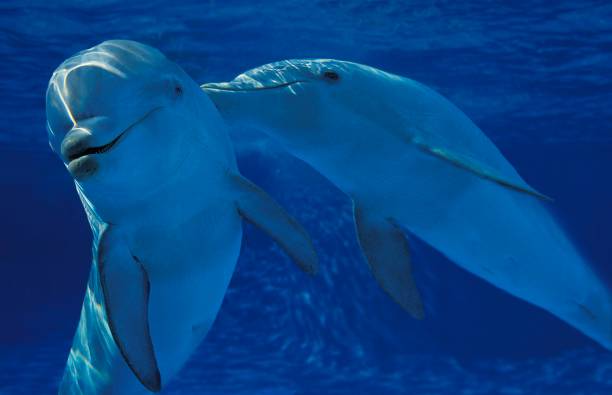 bottlenose dolphin, tursiops truncatus - two dolphins zdjęcia i obrazy z banku zdjęć