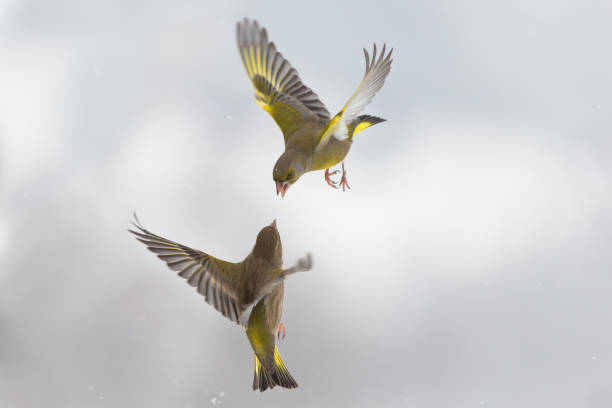 A dazzling finch, in shades of yellow and green, positioned gracefully on a teeming seed feeder amidst lush greenery. This picturesque scene celebrates the wonder of Denmark's avian beauty and serene nature.