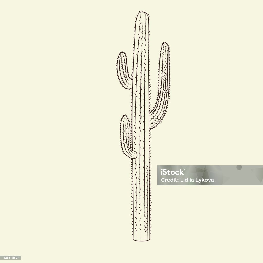 Wilde Saguaro Kakteen Skizze Handgezeichneter Kaktus Isoliert Auf ...