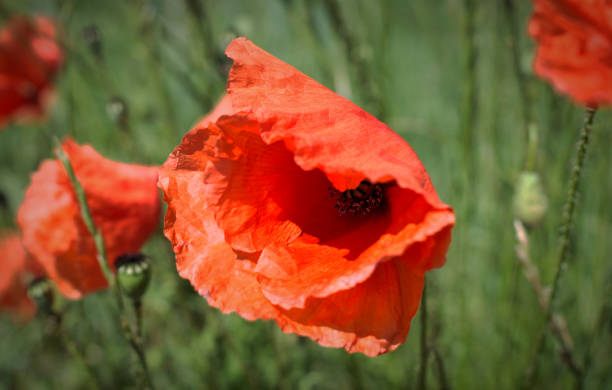 istock Red poppies in wheat field 1263112951