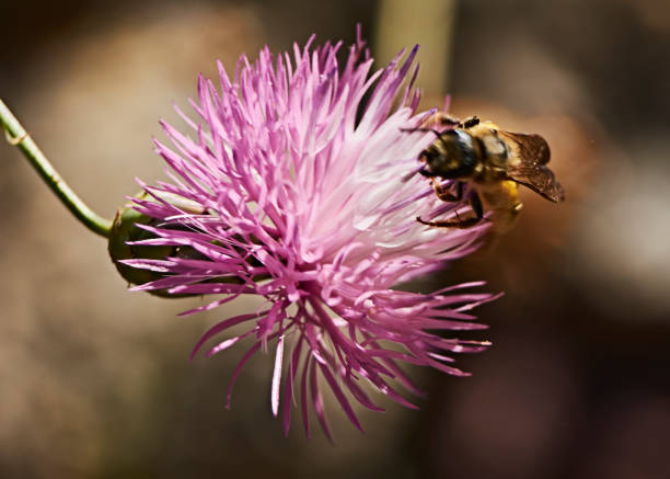 Bee on pink flower eating pollen, macro photography, details, colorful