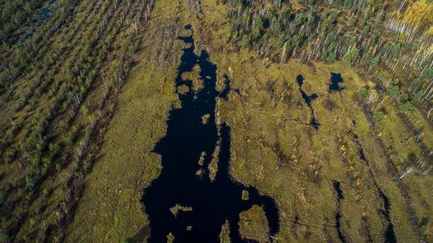 Aerial drone view of a swamp formed on the site of abandoned peat quarry in Belarus, Eastern Europe, in the sunny autumn day.