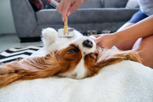 Grooming the cute dog in living room stock photo