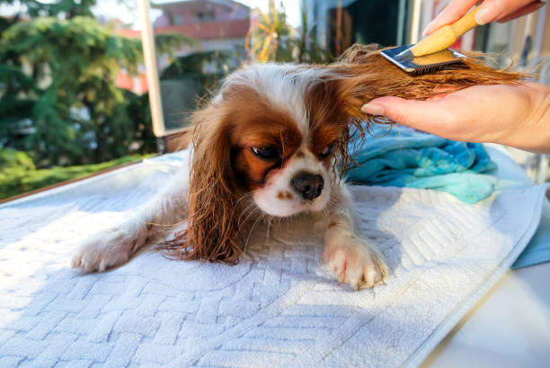 istock Grooming the cute dog in balcony 1263114145