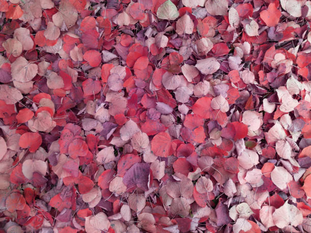 istock Autumn fallen red leaves 1263114188