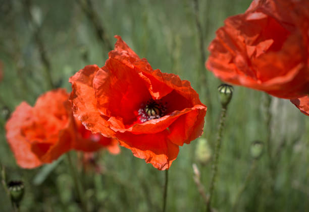 istock Red poppies in wheat field 1263114630