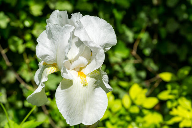 biała iris germanica lub brodaty iris na zielonym tle w ogrodzie krajobrazowym. piękne białe bardzo duża głowa kwiatu tęczówki. selektywne skupienie. jest miejsce na tekst. - germanica zdjęcia i obrazy z banku zdjęć