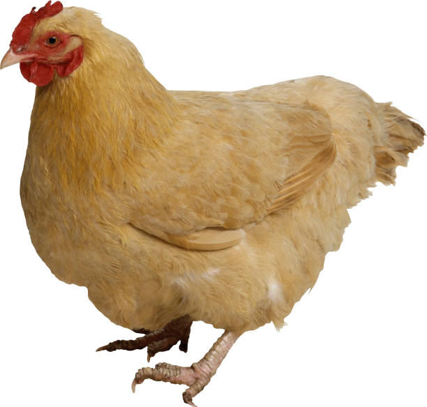 cream chicken isolated on white background