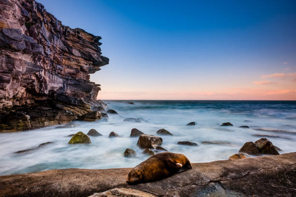 istock An advanced sleeper found on rock in Kamay Botany Bay National Park 1263116243