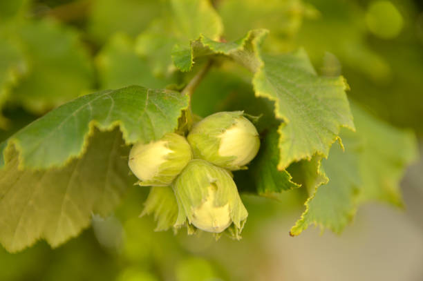 unripe hazelnuts close up
