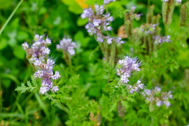 istock Blue Tansy also called Phacelia tanacetifolia or rainfarn phazelie 1263118989