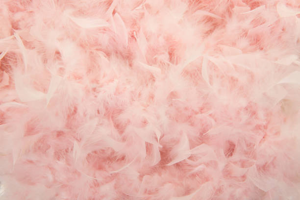 Pastel pink feathers from a boa in a full frame image Pastel pink feathers from a boa in a full frame image boa stock pictures, royalty-free photos & images
