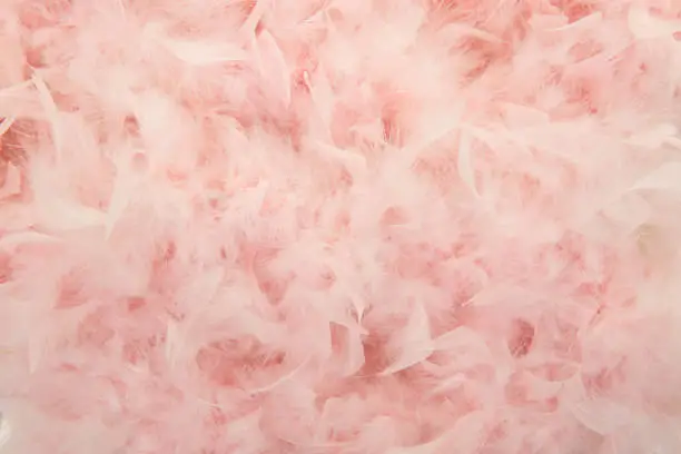 Pastel pink feathers from a boa in a full frame image
