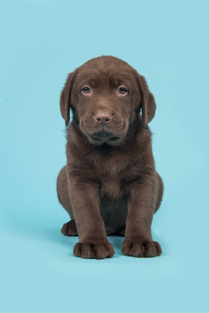 istock Chocolate brown labrador retriever puppy sitting on a blue background 1263119969