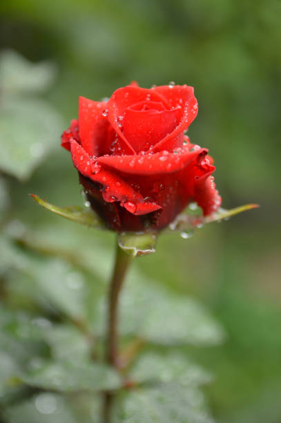 red rose in bloom in garden
