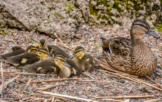 Duck family on the river bank on a summer day.