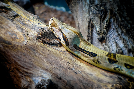 Madagascar boa on a tree trunk in tropical forest
