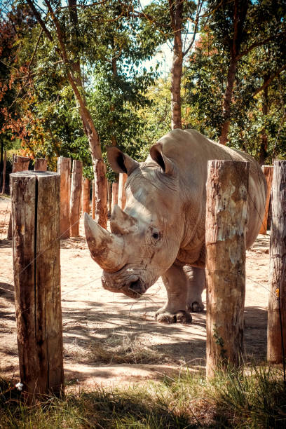 istock White rhinoceros in a natural reserve 1263121214