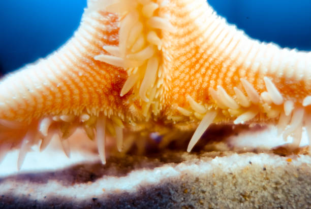 Starfish underwater close-up view Starfish underwater close-up view. Macro photography starfish endoskeleton stock pictures, royalty-free photos & images