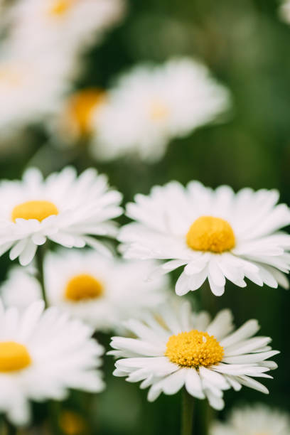 blooming wild flowers matricaria chamomilla or matricaria recutita or chamomile. commonly known as italian camomilla, german chamomile, hungarian chamomile, wild chamomile in summer garden - chamomile plant german chamomile summer green imagens e fotografias de stock