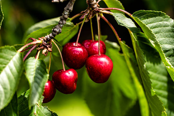 Soon it will be possible to harvest The sweet cherries are almost ripe cherry tree stock pictures, royalty-free photos & images