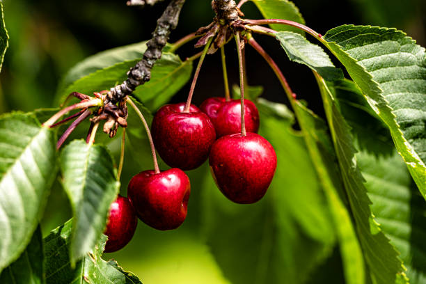 wkrótce będzie można zbierać - cherry cherry tree tree fruit zdjęcia i obrazy z banku zdjęć