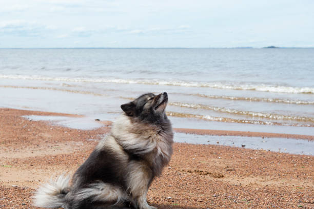 German wolfspitz sits on a sandy sea beach near the water. stock photo