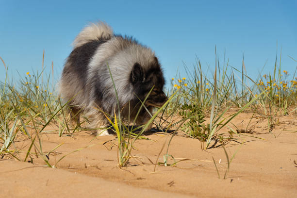 German Wolfspitz walks along the sand dunes stock photo